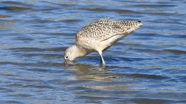 Marbled Godwit - ML309488741