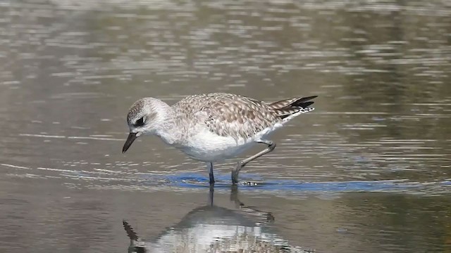 Black-bellied Plover - ML309488931