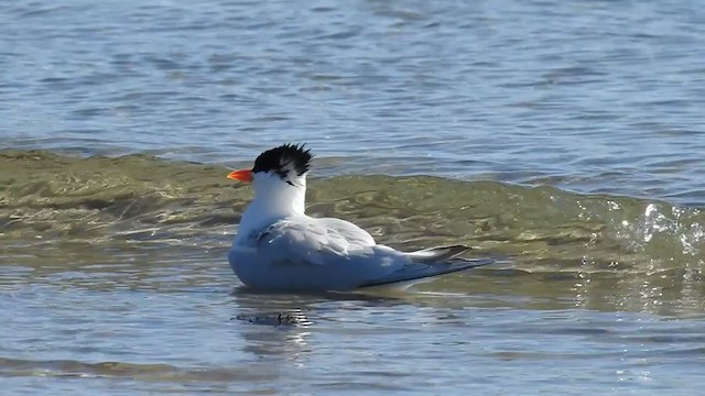 Royal Tern - ML309489041