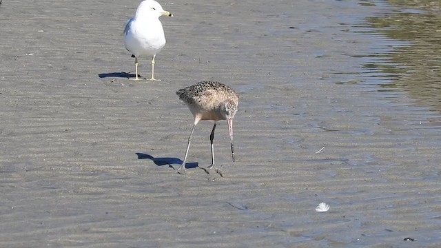 Marbled Godwit - ML309489791