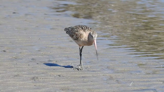 Marbled Godwit - ML309489821