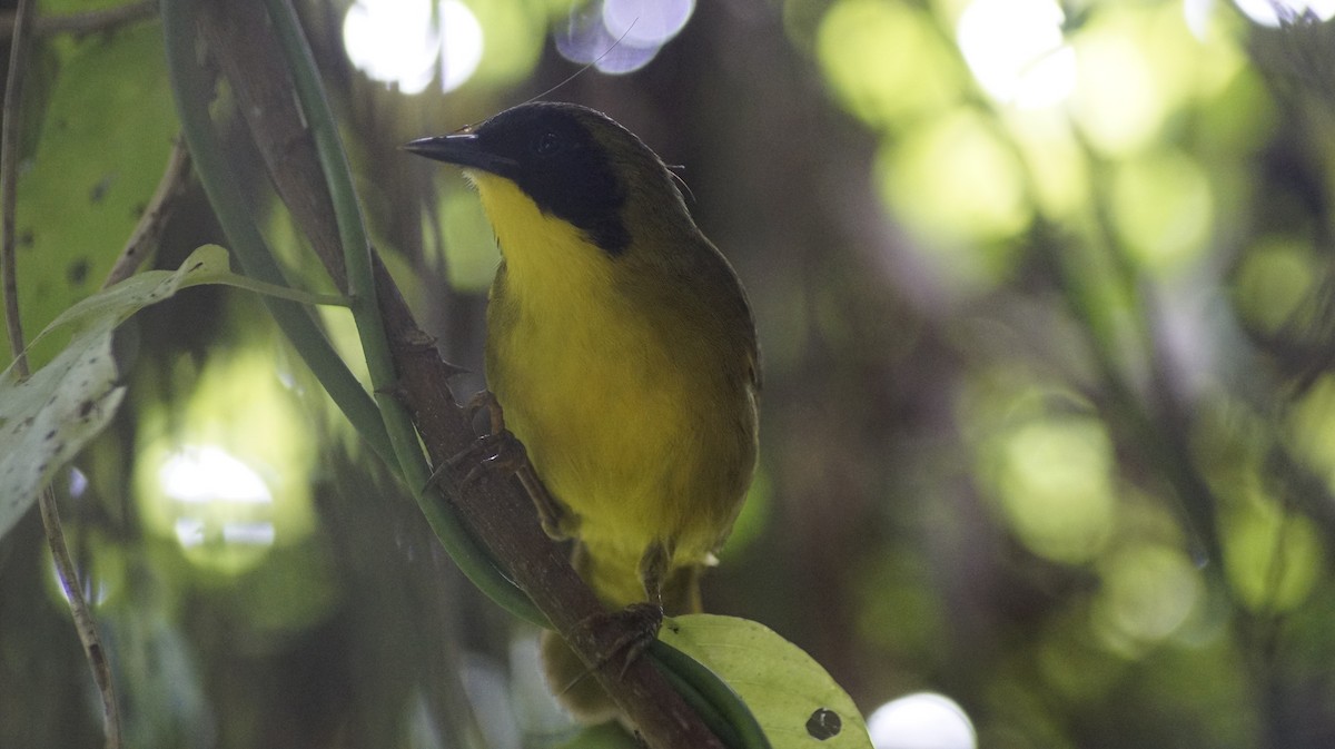 Olive-crowned Yellowthroat - ML309489941