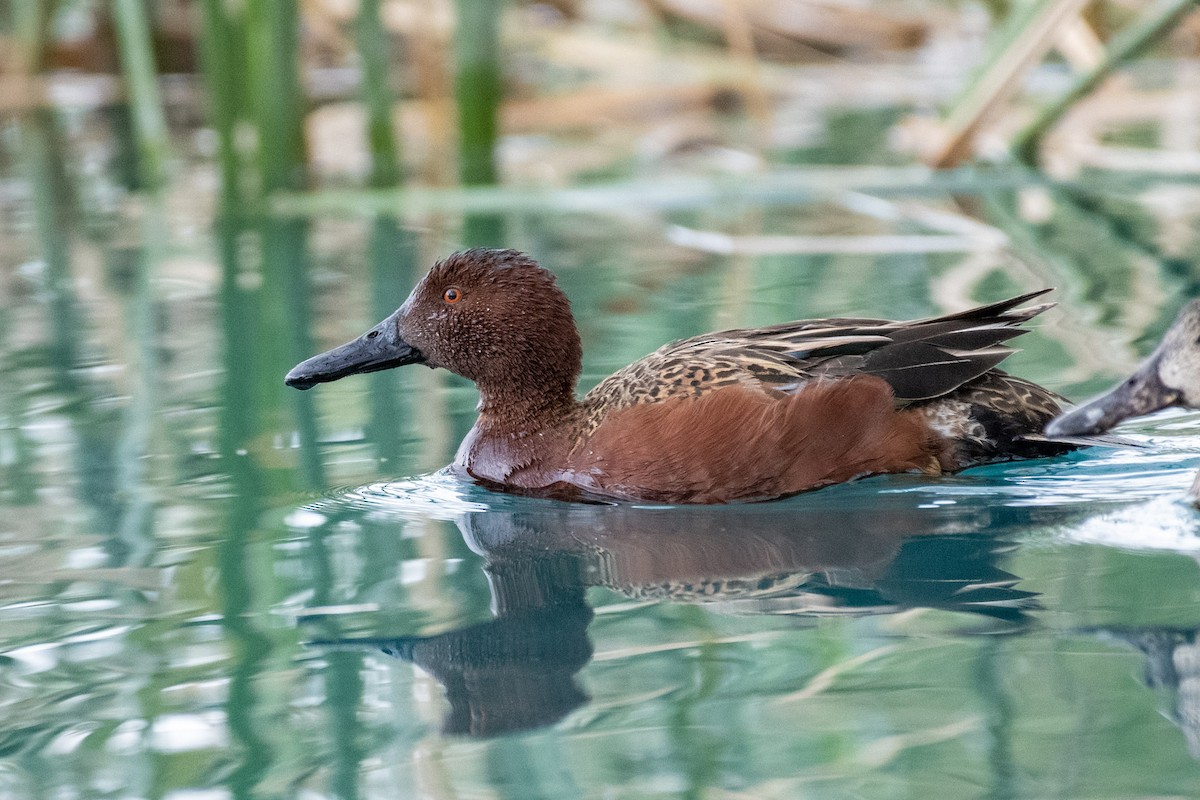 Cinnamon Teal - ML309490131