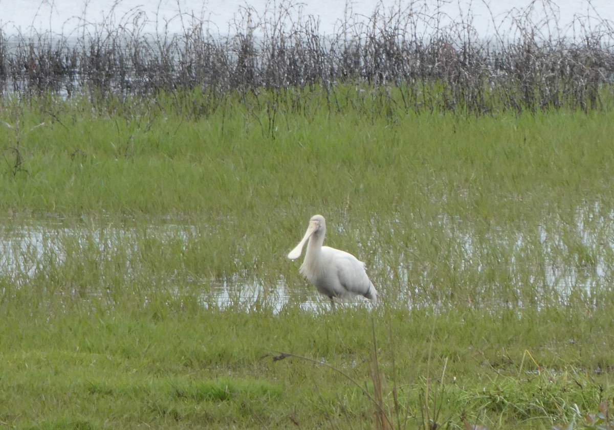 Yellow-billed Spoonbill - ML309490301