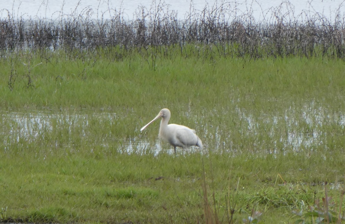 Yellow-billed Spoonbill - ML309490521