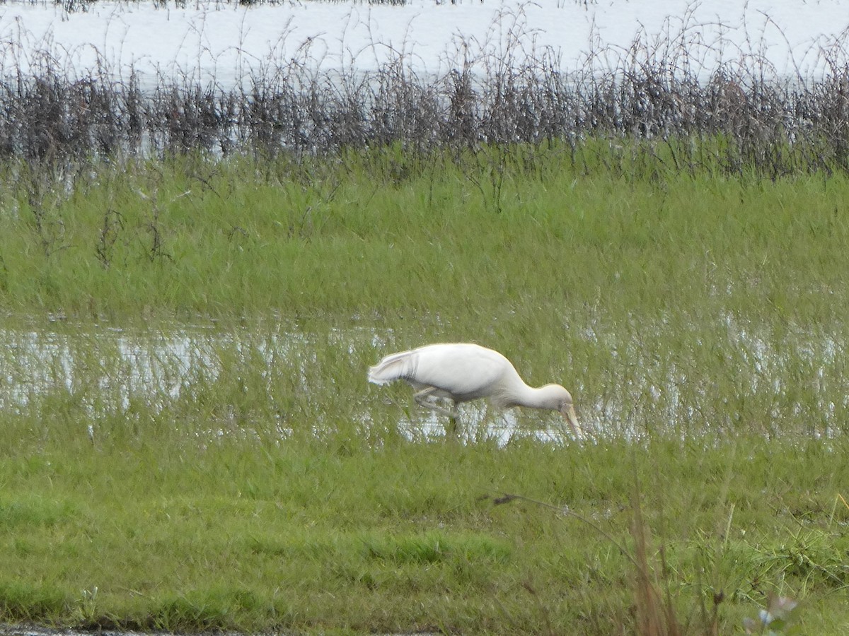 Yellow-billed Spoonbill - ML309491041