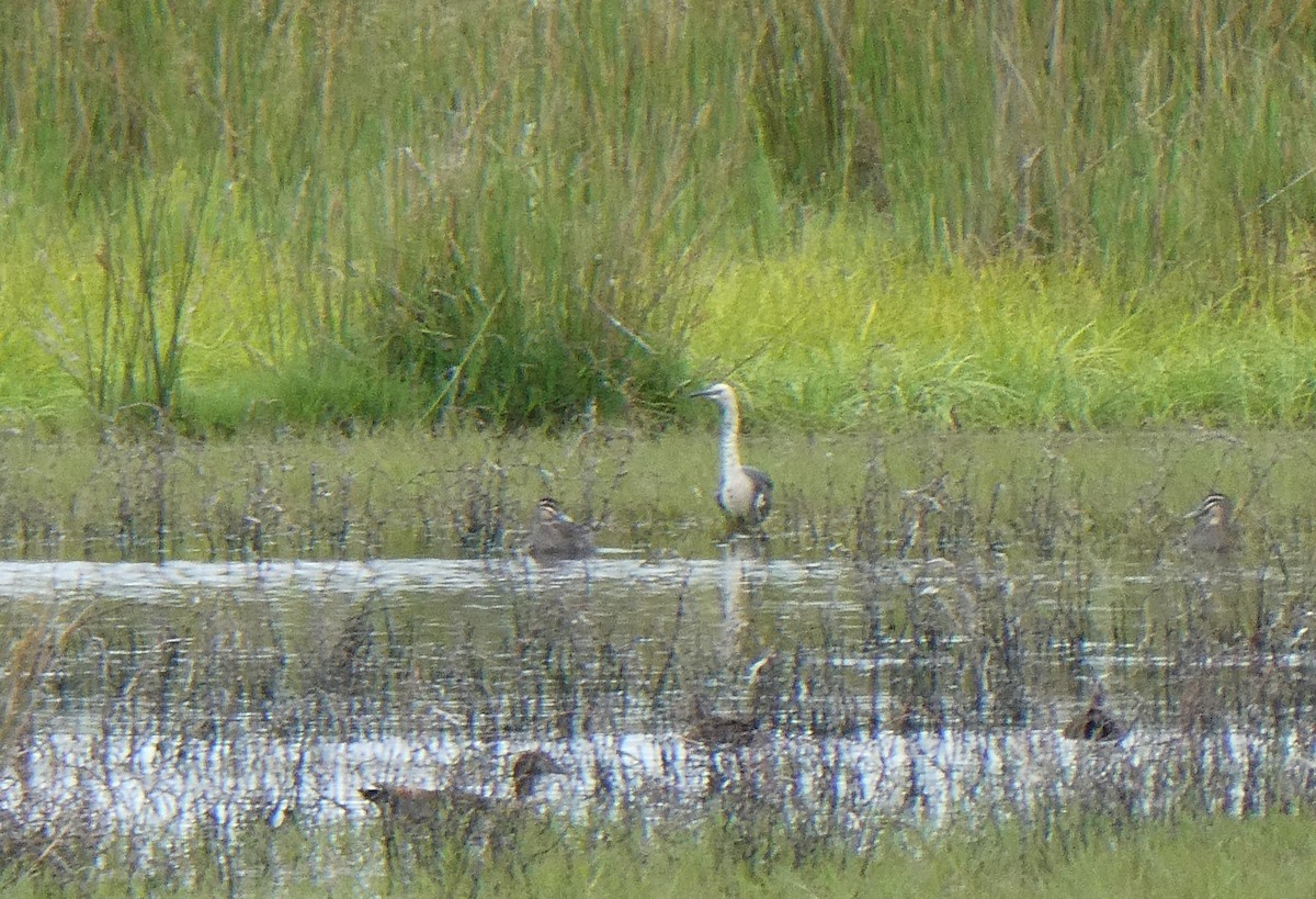 Garza Cuelliblanca - ML309491151