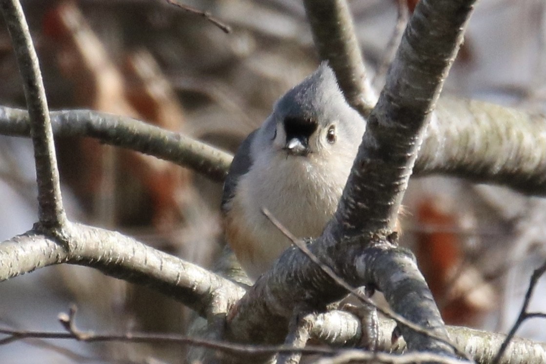 Tufted Titmouse - ML309491661