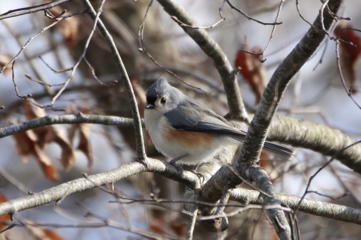 Tufted Titmouse - ML309491681