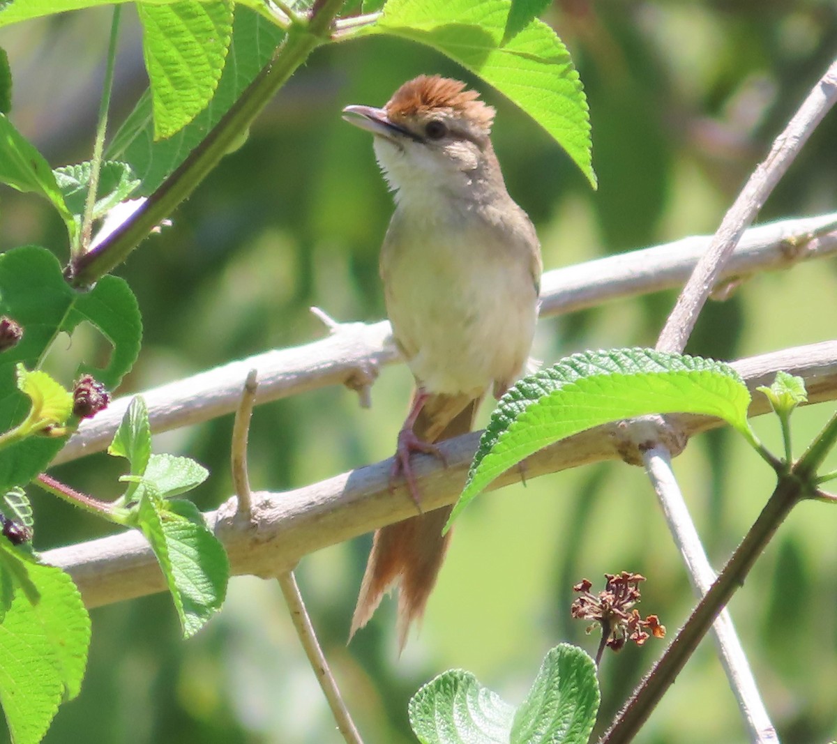 Tawny Grassbird - Paul Dobbie