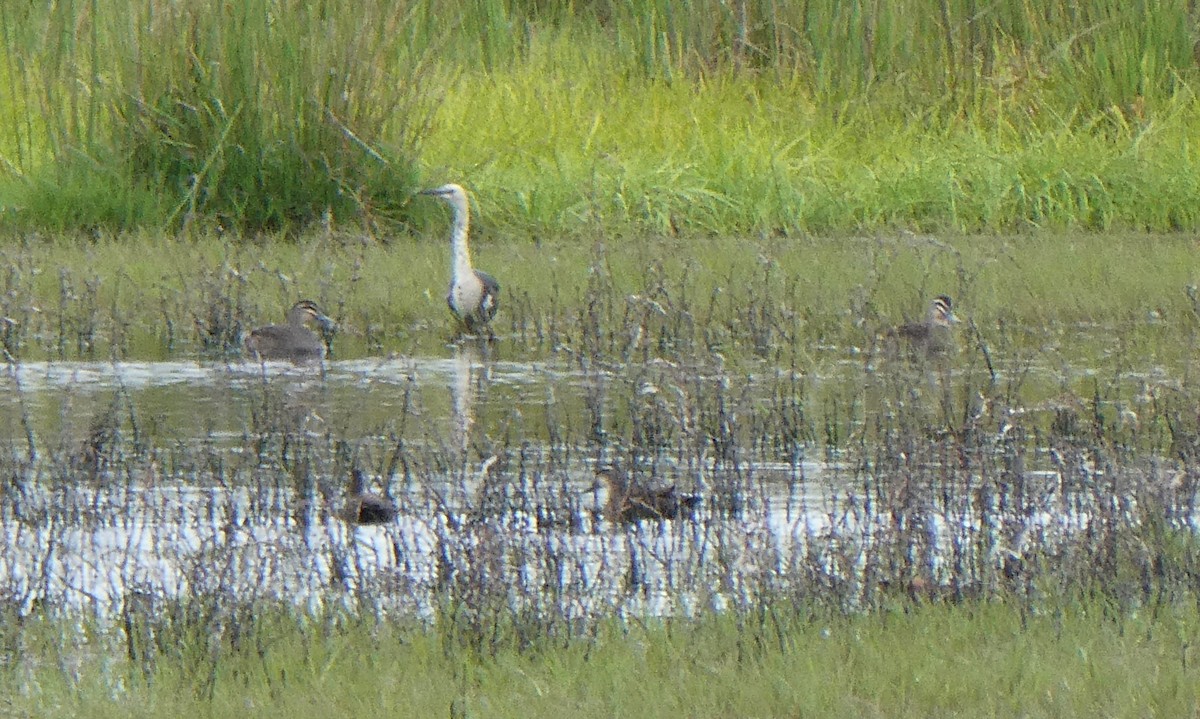 Pacific Black Duck - ML309492321