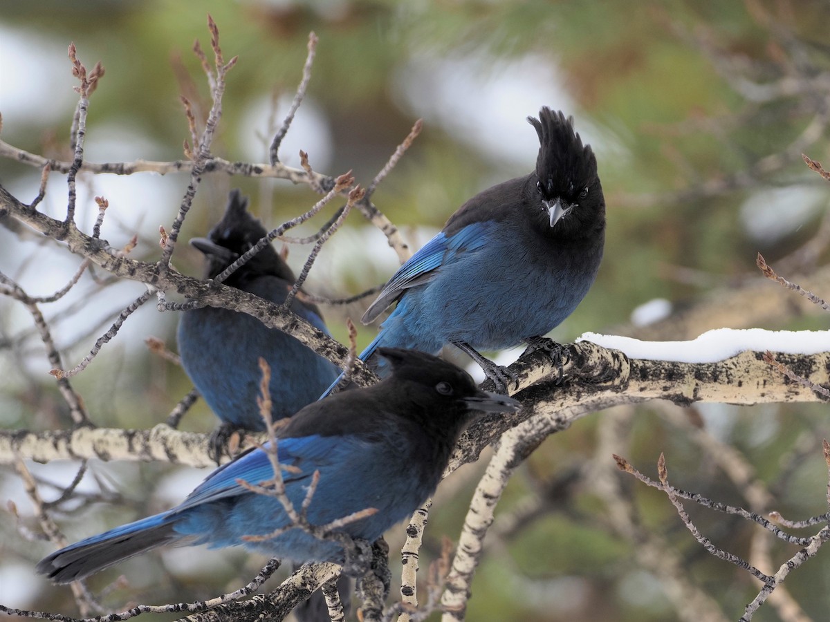 Steller's Jay - ML309493401