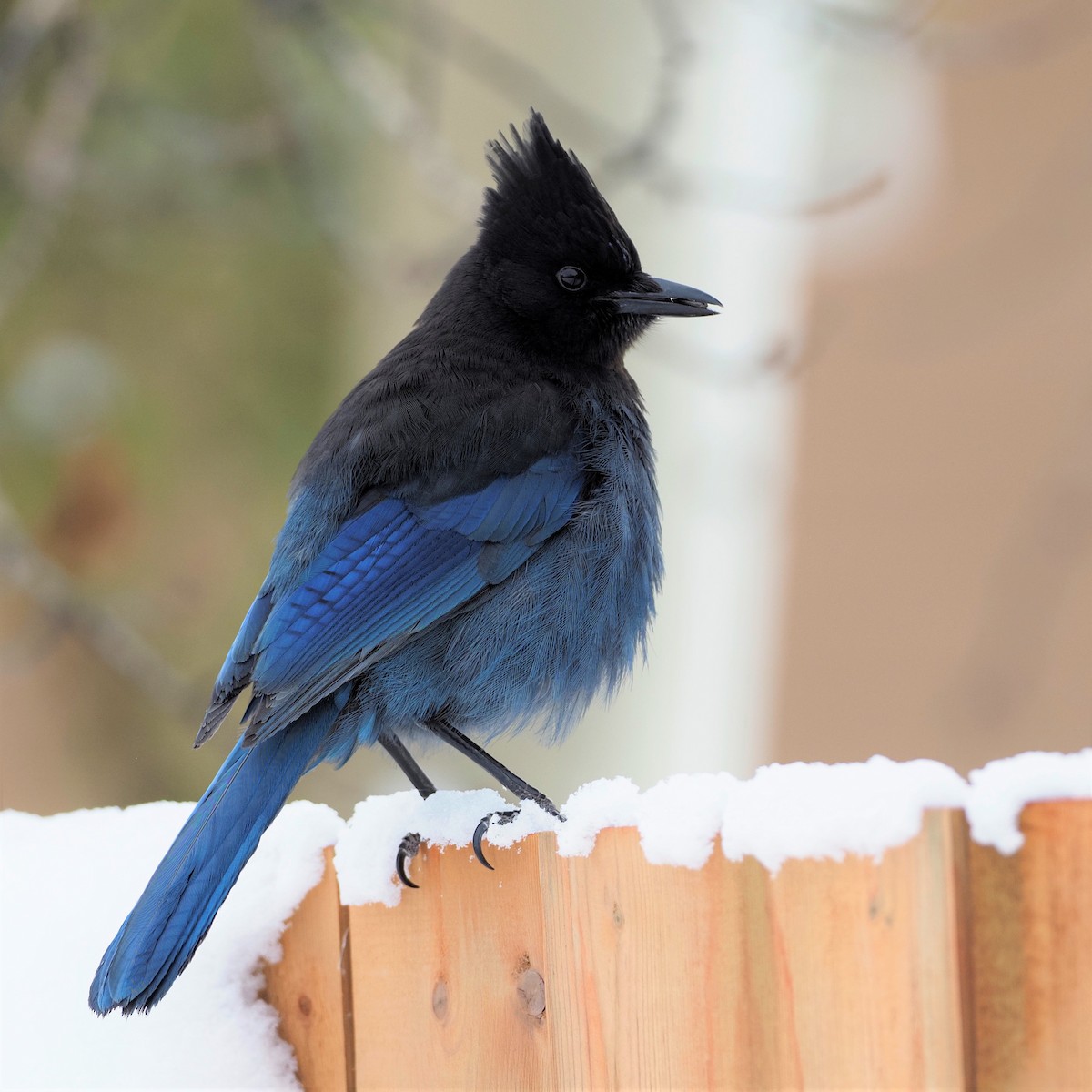 Steller's Jay - ML309493471