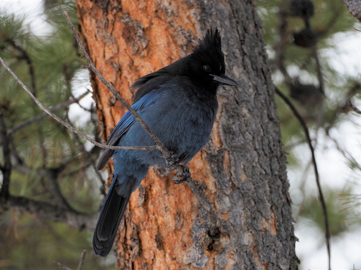 Steller's Jay - ML309493521