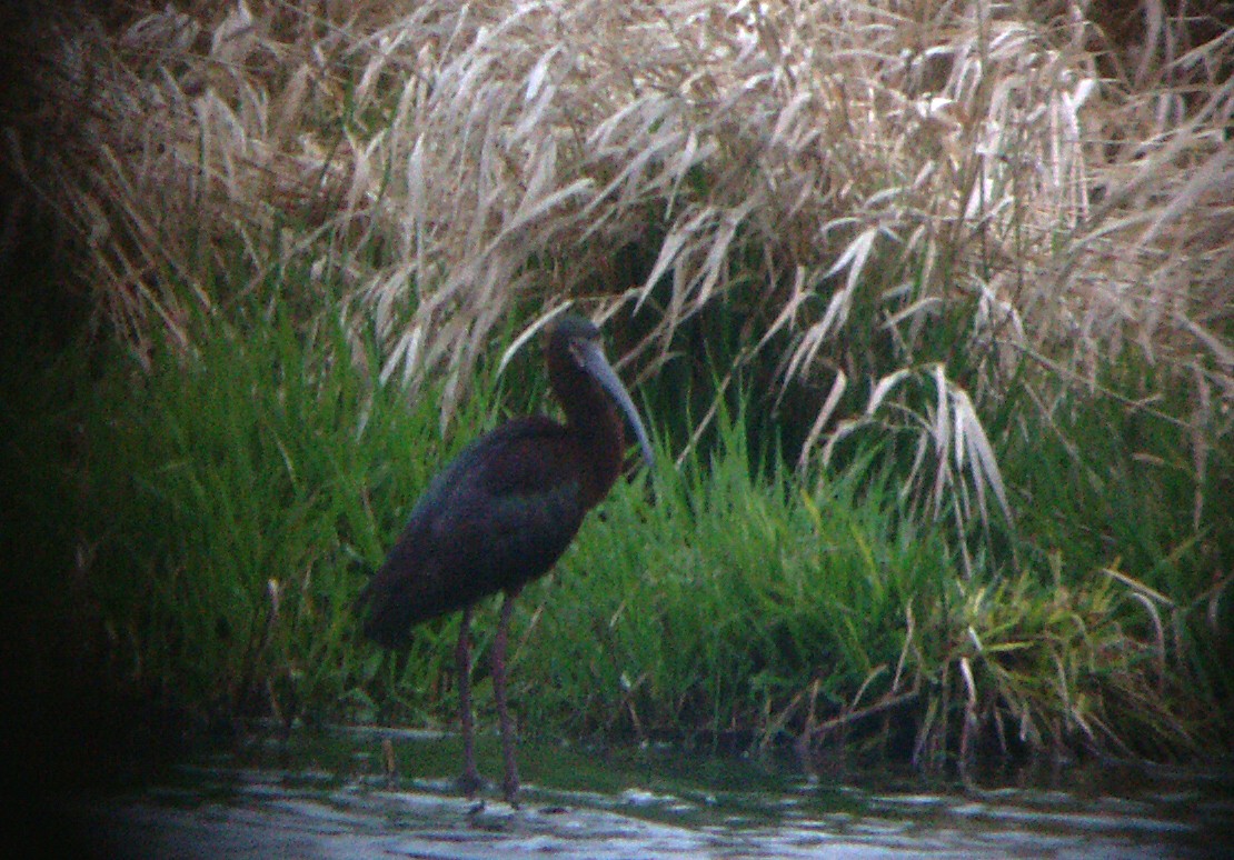 White-faced Ibis - ML30949571