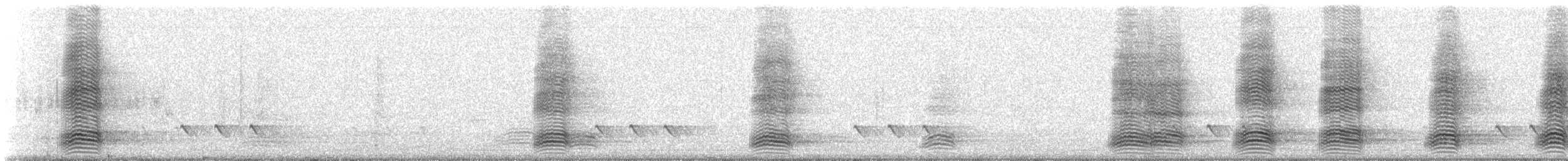 Australian Raven - ML309496