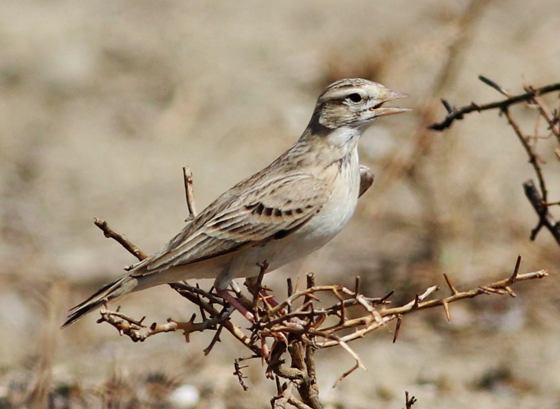 Greater Short-toed Lark - ML309496061