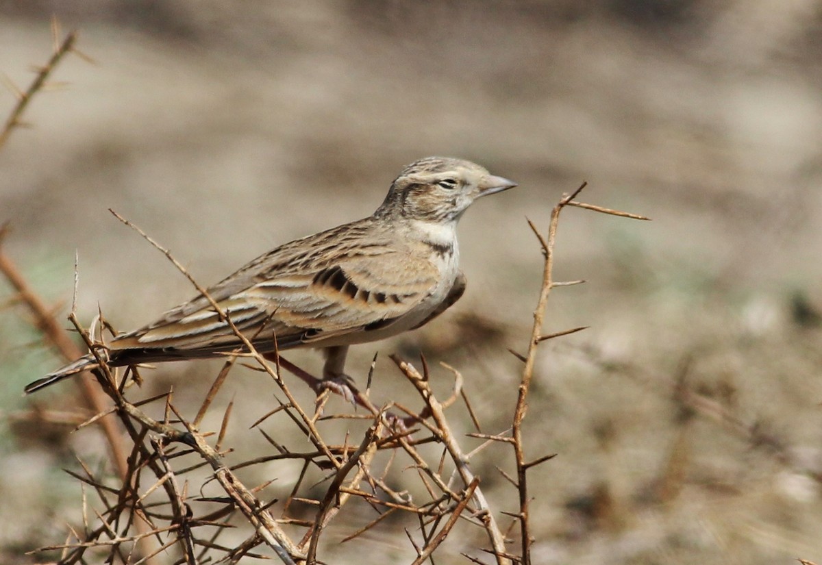 Greater Short-toed Lark - ML309496071