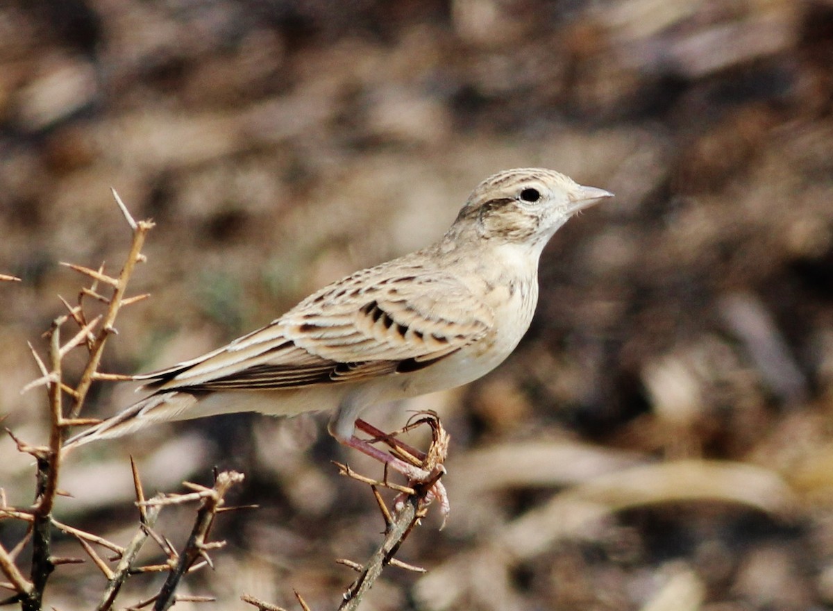 Greater Short-toed Lark - ML309496081