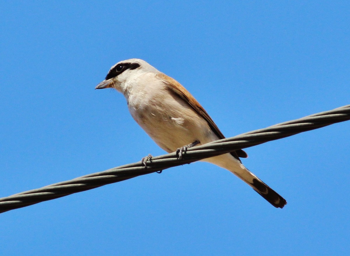 Red-backed Shrike - ML309496461