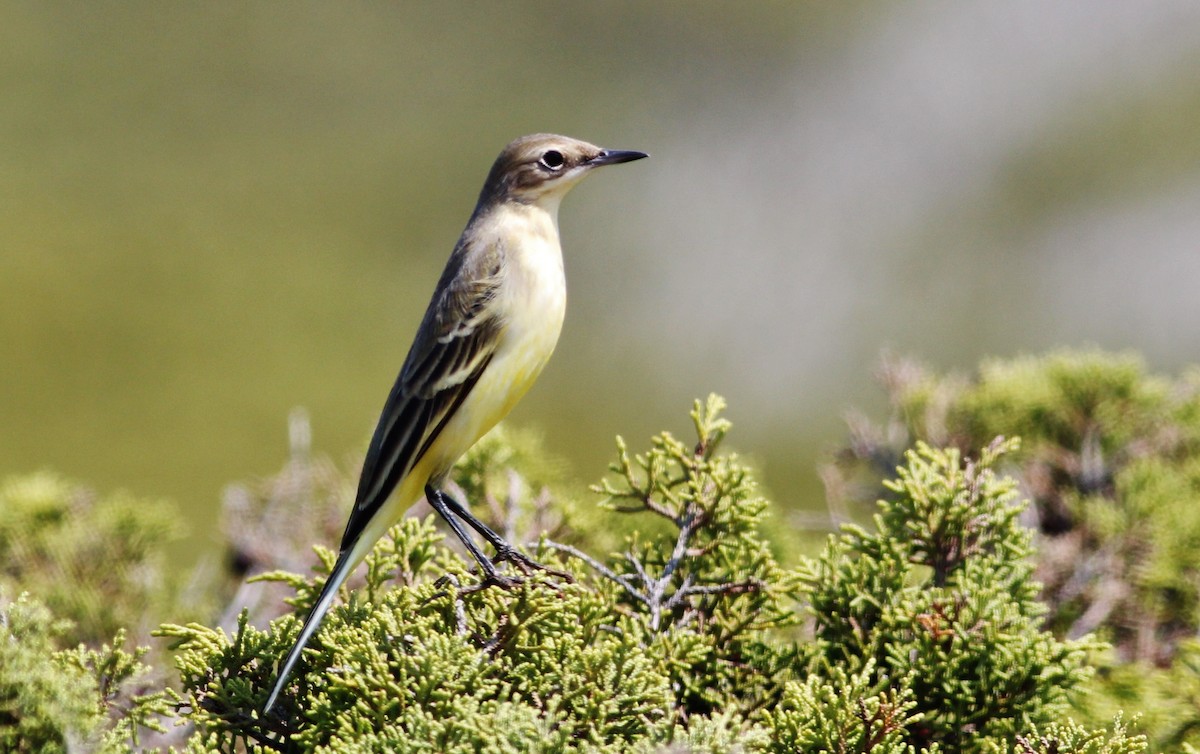 Western Yellow Wagtail - ML309496641