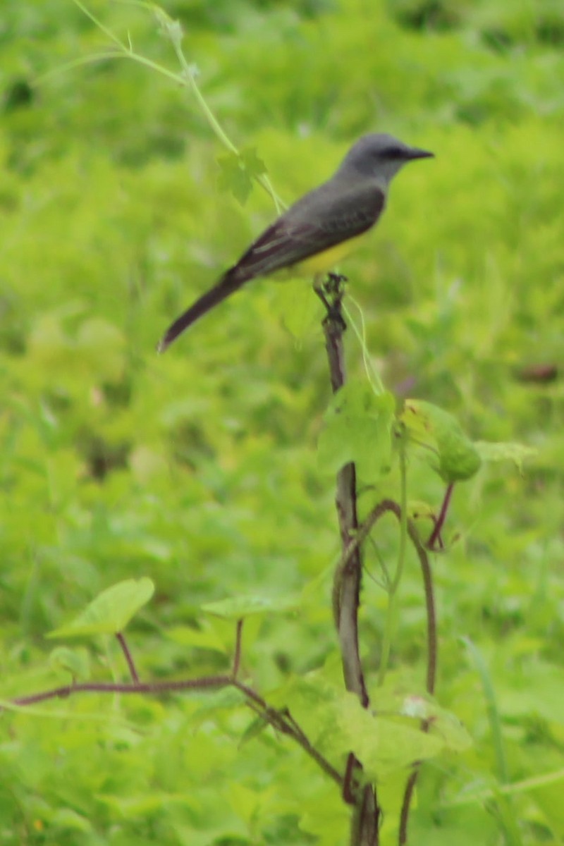 Tropical Kingbird - ML309498531