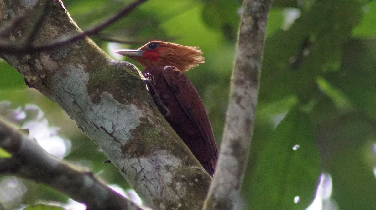 Chestnut-colored Woodpecker - ML309498561