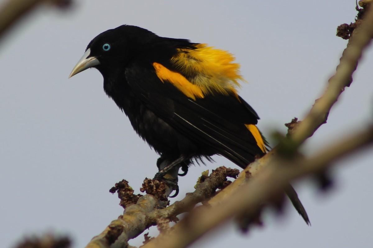Yellow-rumped Cacique - ML309498701