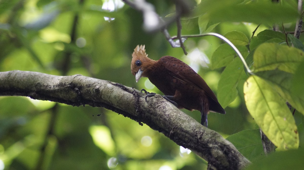 Chestnut-colored Woodpecker - ML309498721