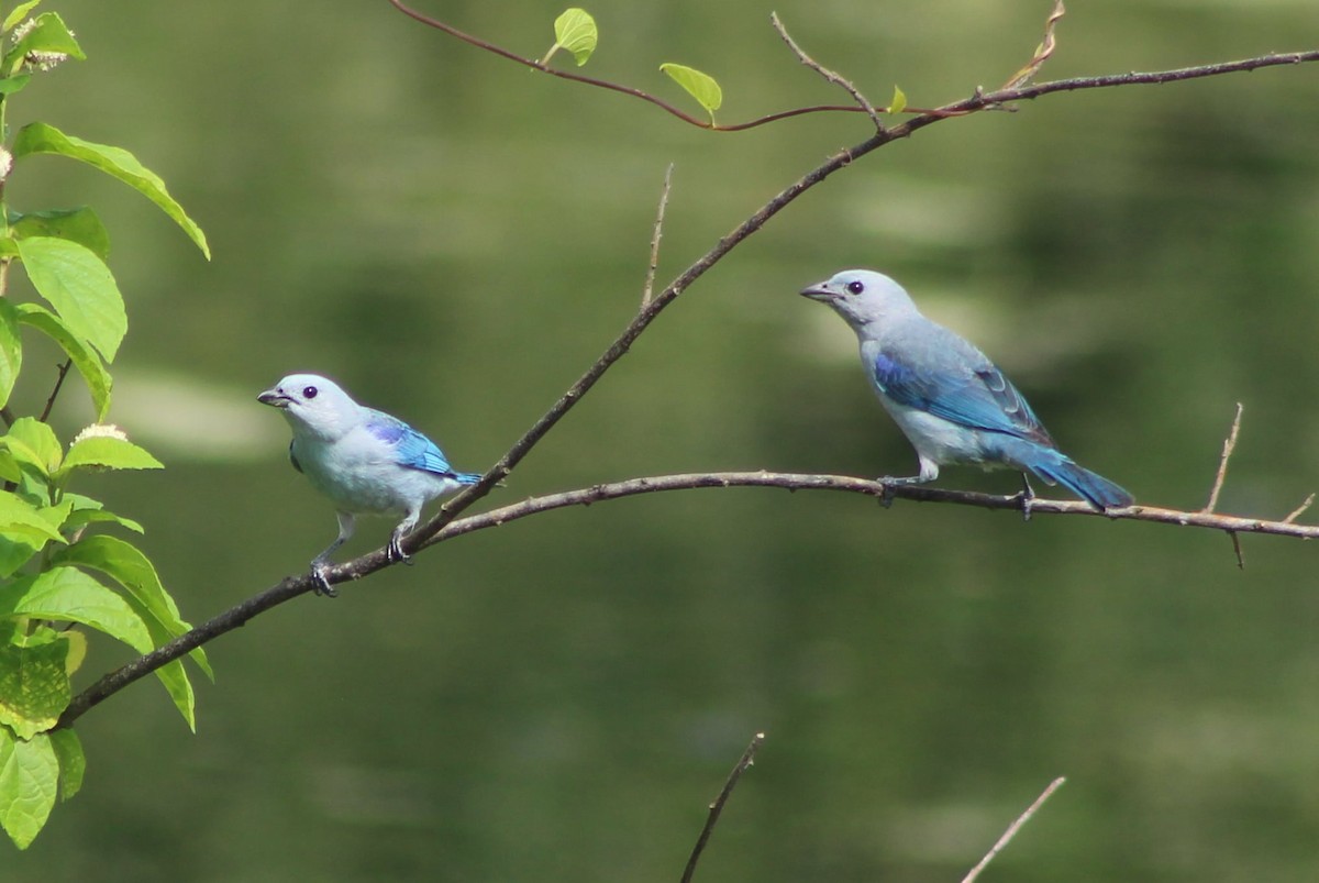 Blue-gray Tanager - ML309498901