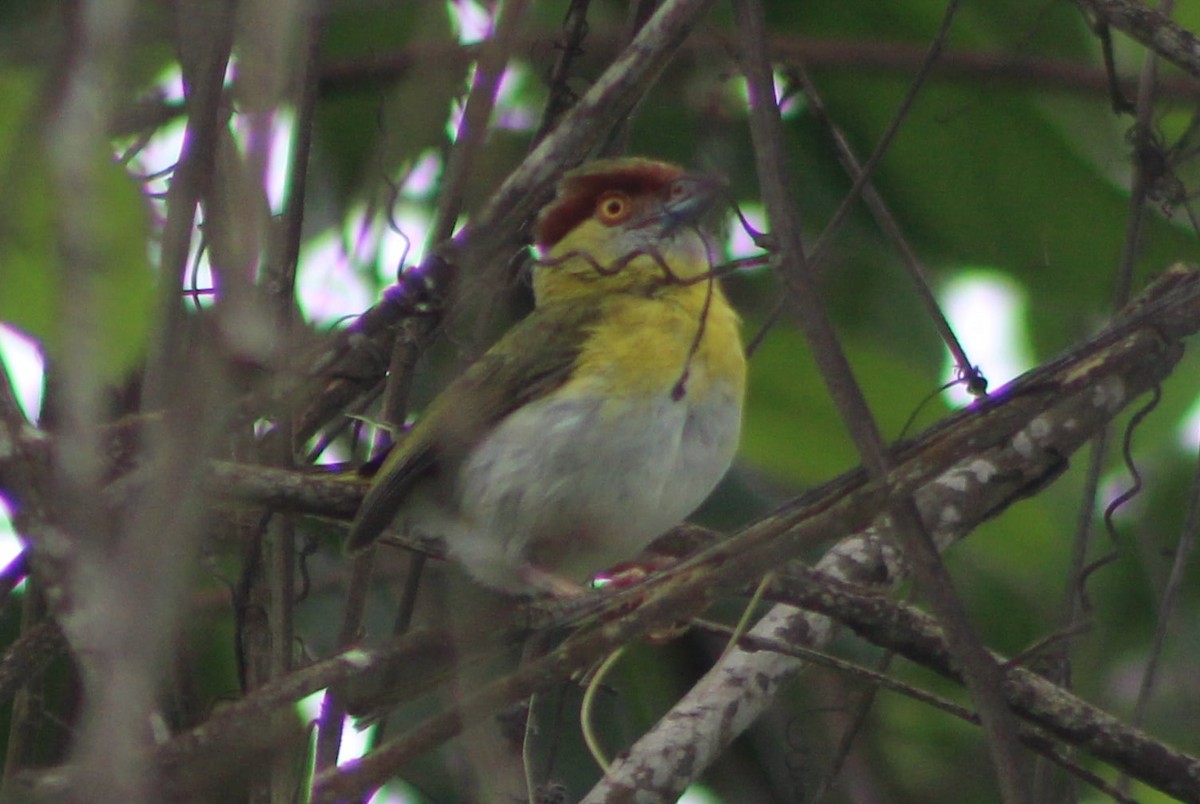 Rufous-browed Peppershrike - ML309498951
