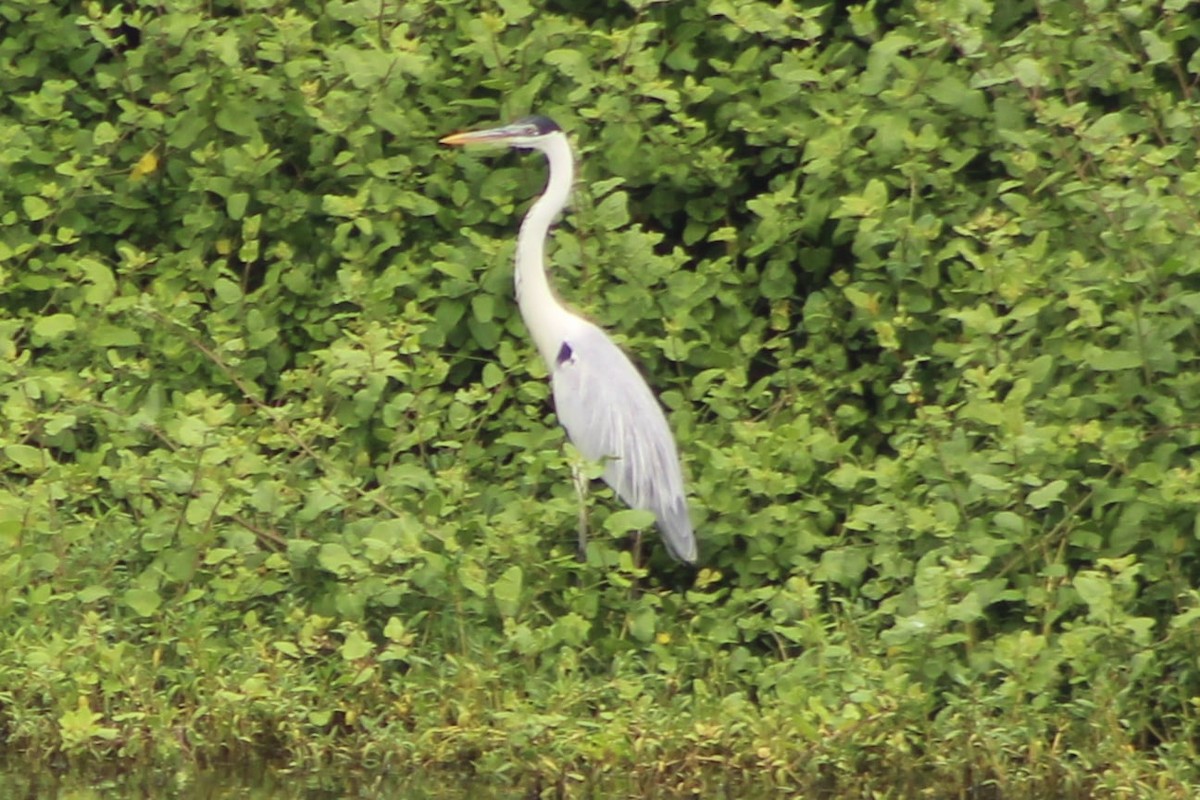 Cocoi Heron - ML309499091