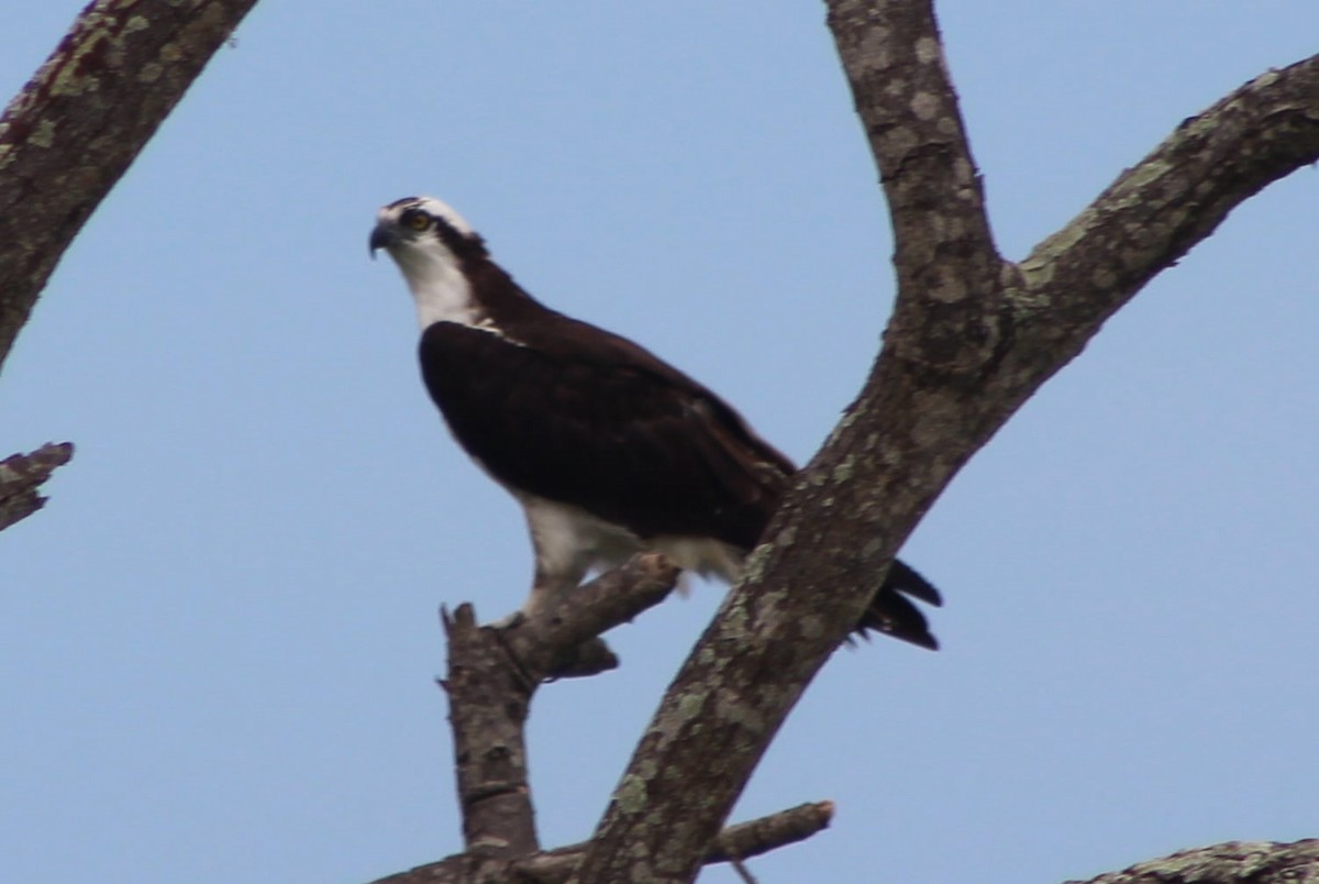 Osprey - ML309499251