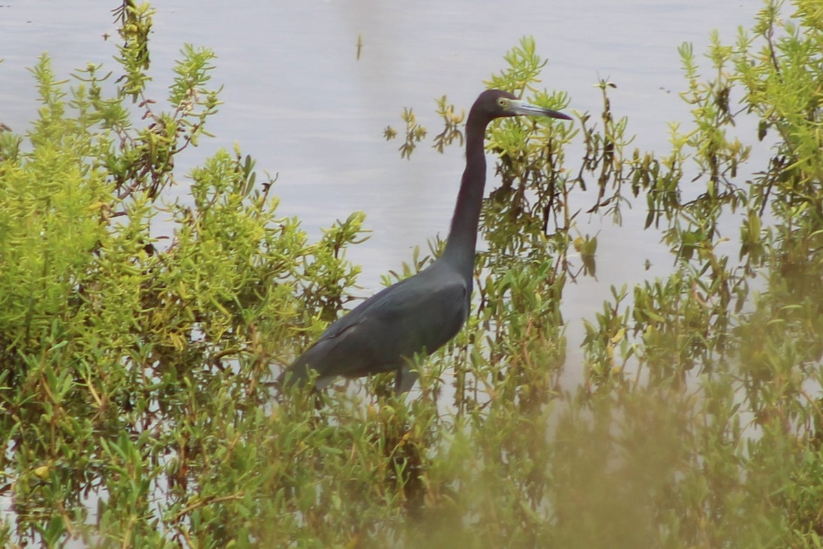 Little Blue Heron - ML309499361