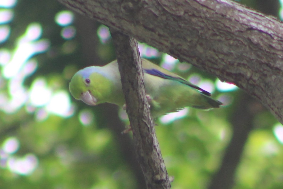 Pacific Parrotlet - ML309499391