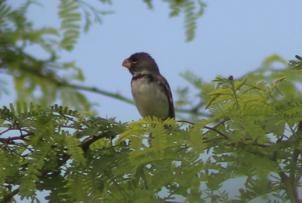 Parrot-billed Seedeater - ML309499421
