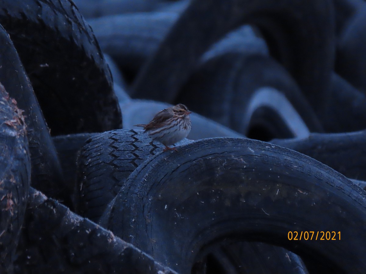 Savannah Sparrow - ML309499491