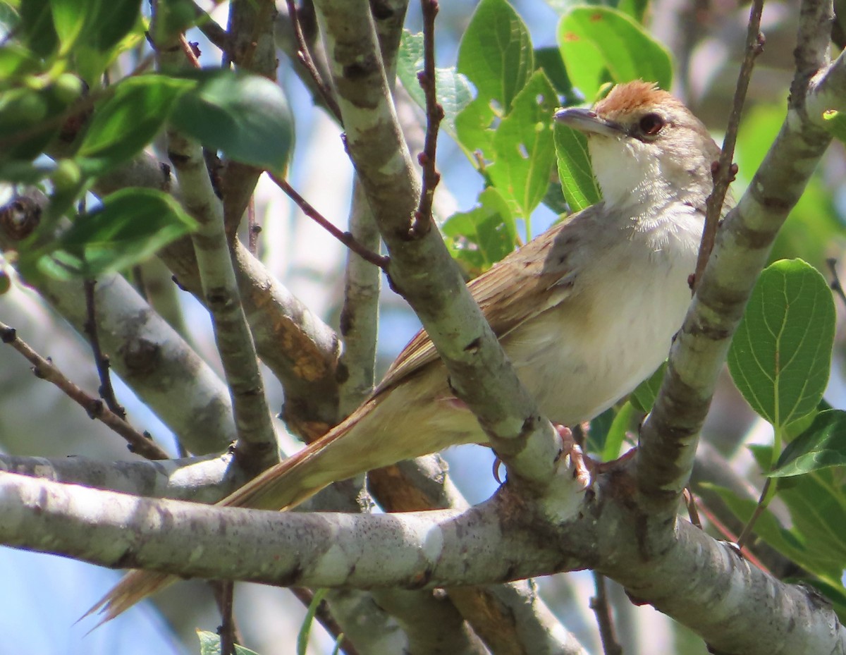 Tawny Grassbird - ML309499601