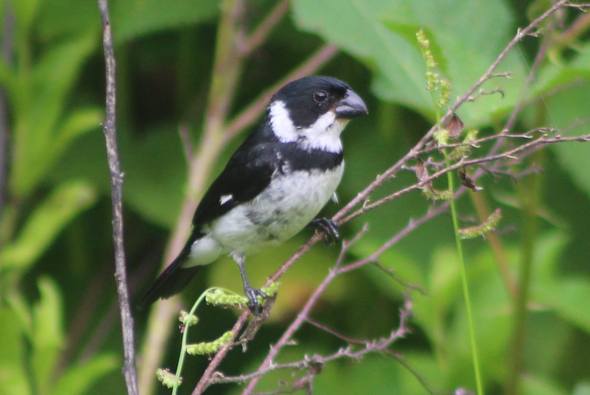 Variable Seedeater - ML309499841