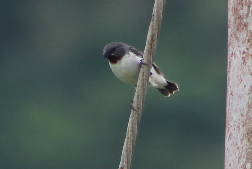 Chestnut-throated Seedeater - ML309500031
