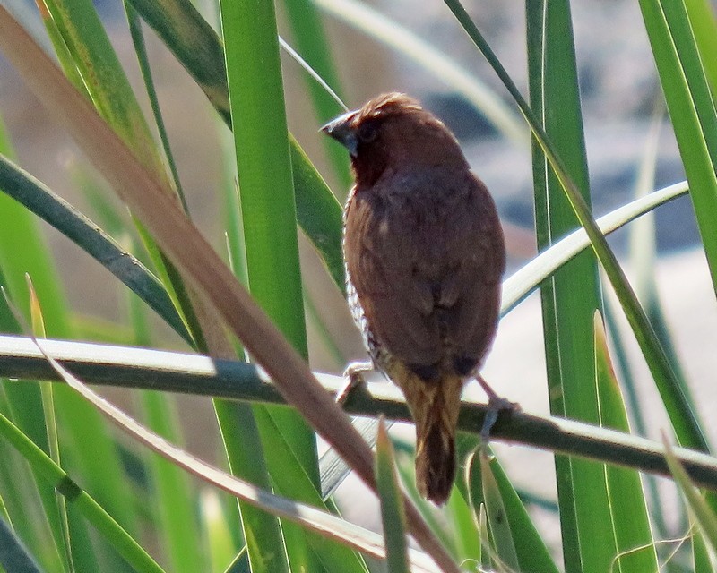 Scaly-breasted Munia - ML309501801