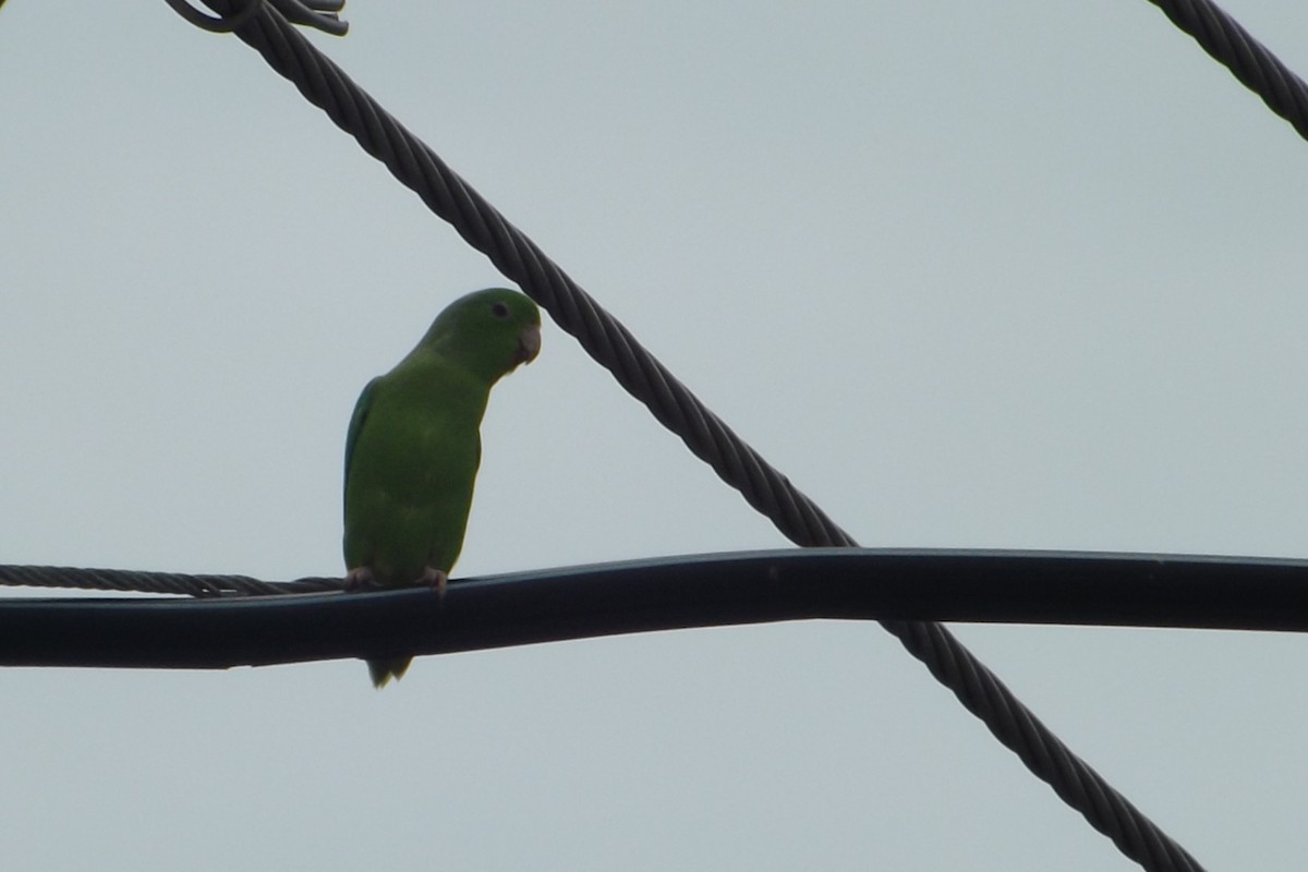 Yeşil Sokumlu Serçe Papağanı - ML309502231