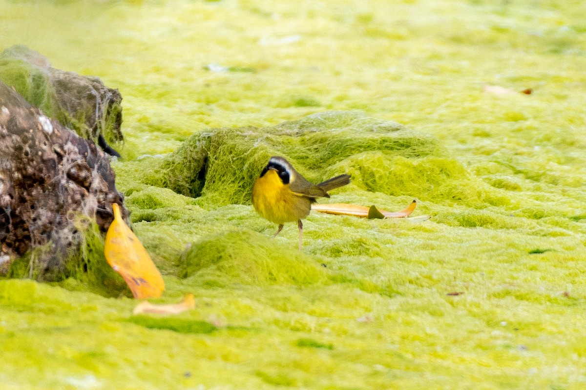 Common Yellowthroat - ML309502621