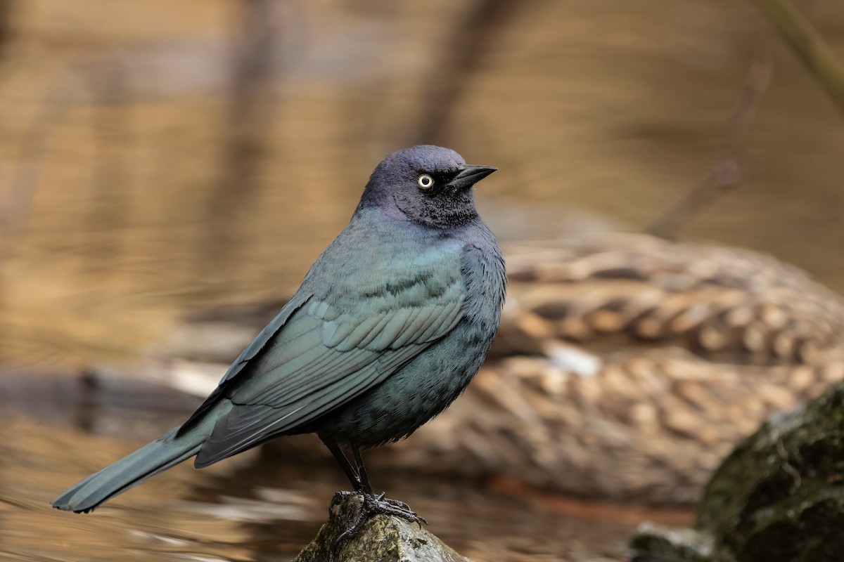 Brewer's Blackbird - ML309503231