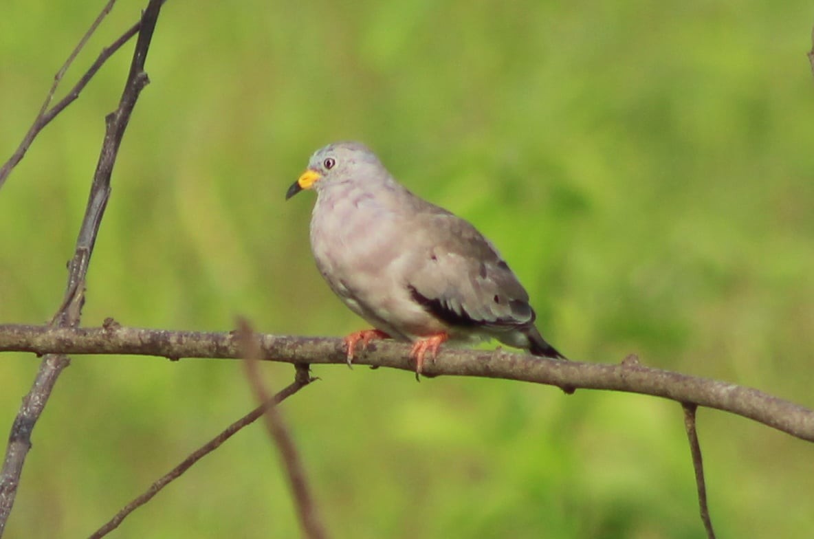 Croaking Ground Dove - ML309504331