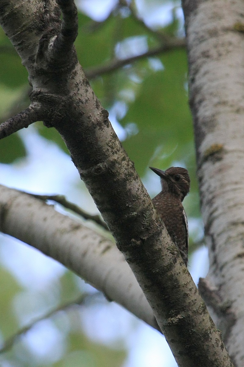 Yellow-bellied Sapsucker - ML30950461