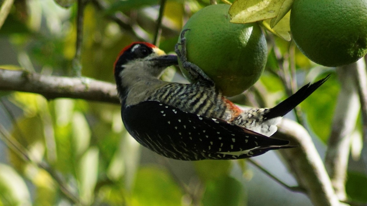 Black-cheeked Woodpecker - ML309505051