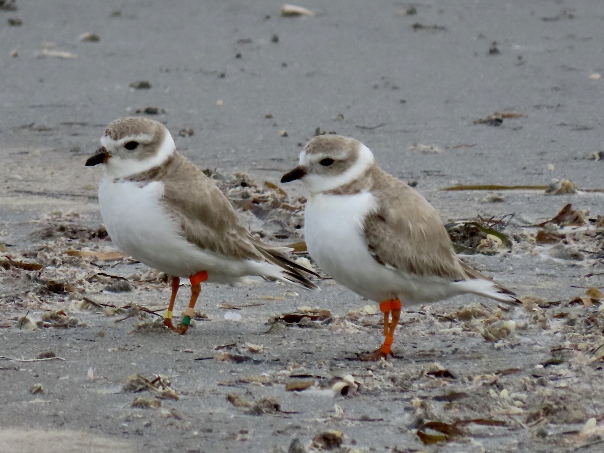 Piping Plover - ML309505901