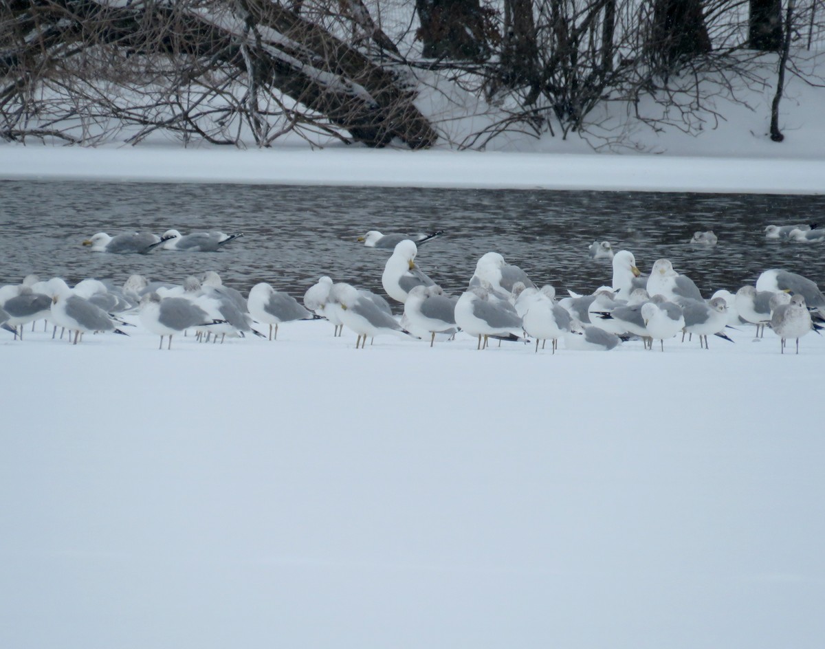 Herring Gull - ML309506631