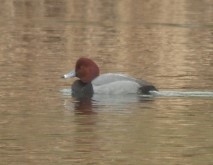 Redhead - Larry Siemens